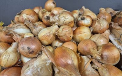 Oignons jaunes bio