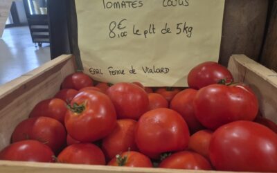 Tomates au plateau 5kg