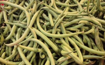Les haricots verts