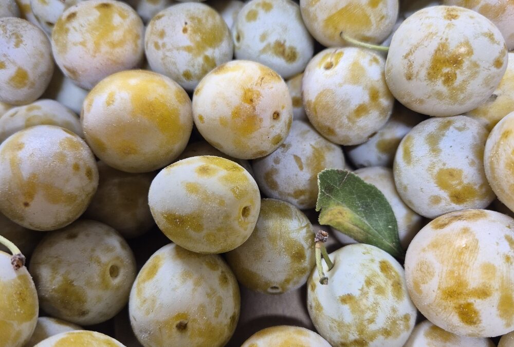 Mirabelles