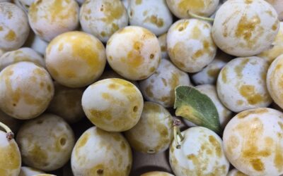 Mirabelles