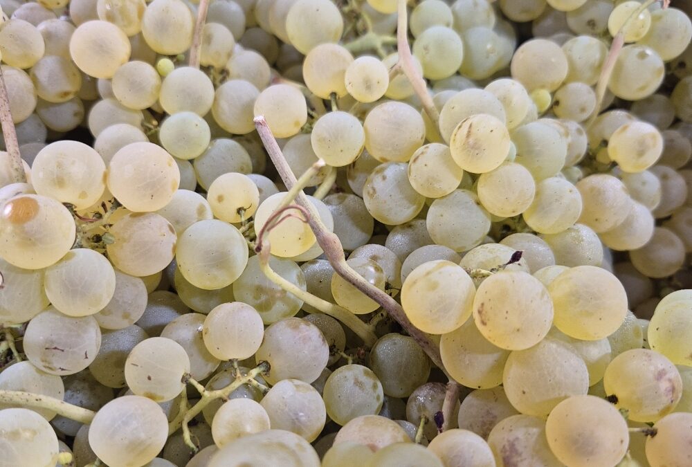 Les raisins