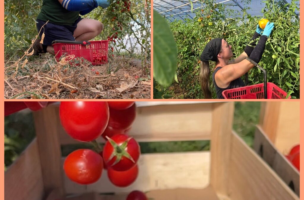 La cueillette des tomates