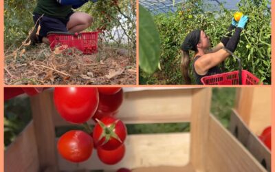 La cueillette des tomates