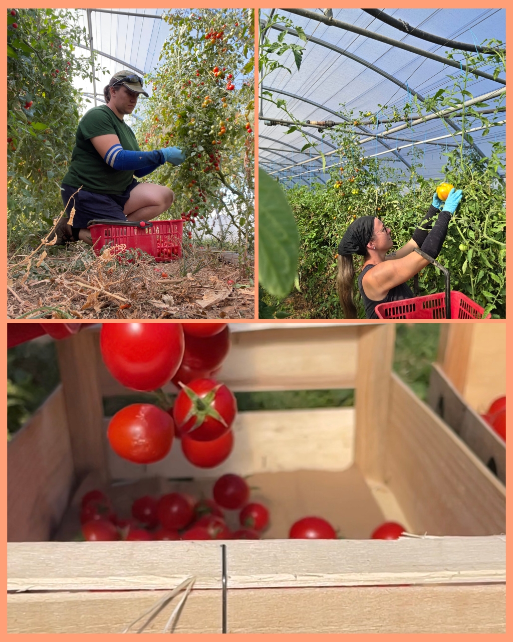 earl filles tomates