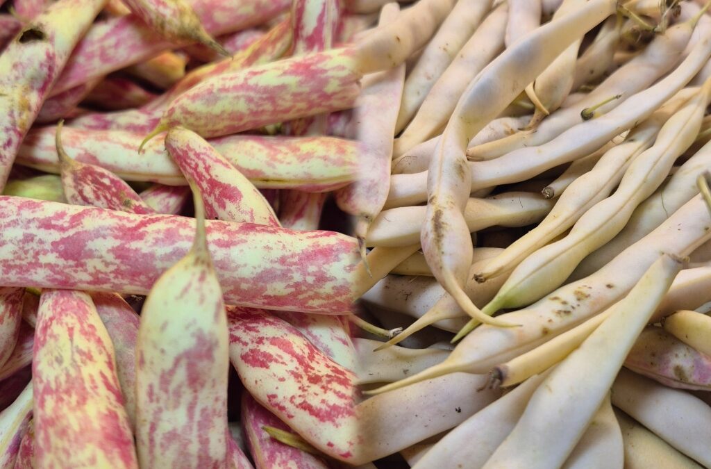 Les haricots en grains