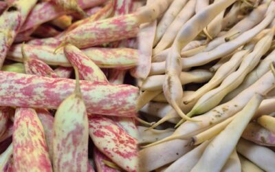 Les haricots en grains