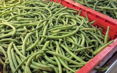 Haricots verts ou beurre