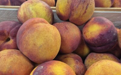 Les dernières nectarines