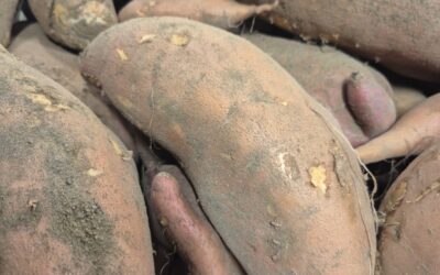 Les premières patates douces