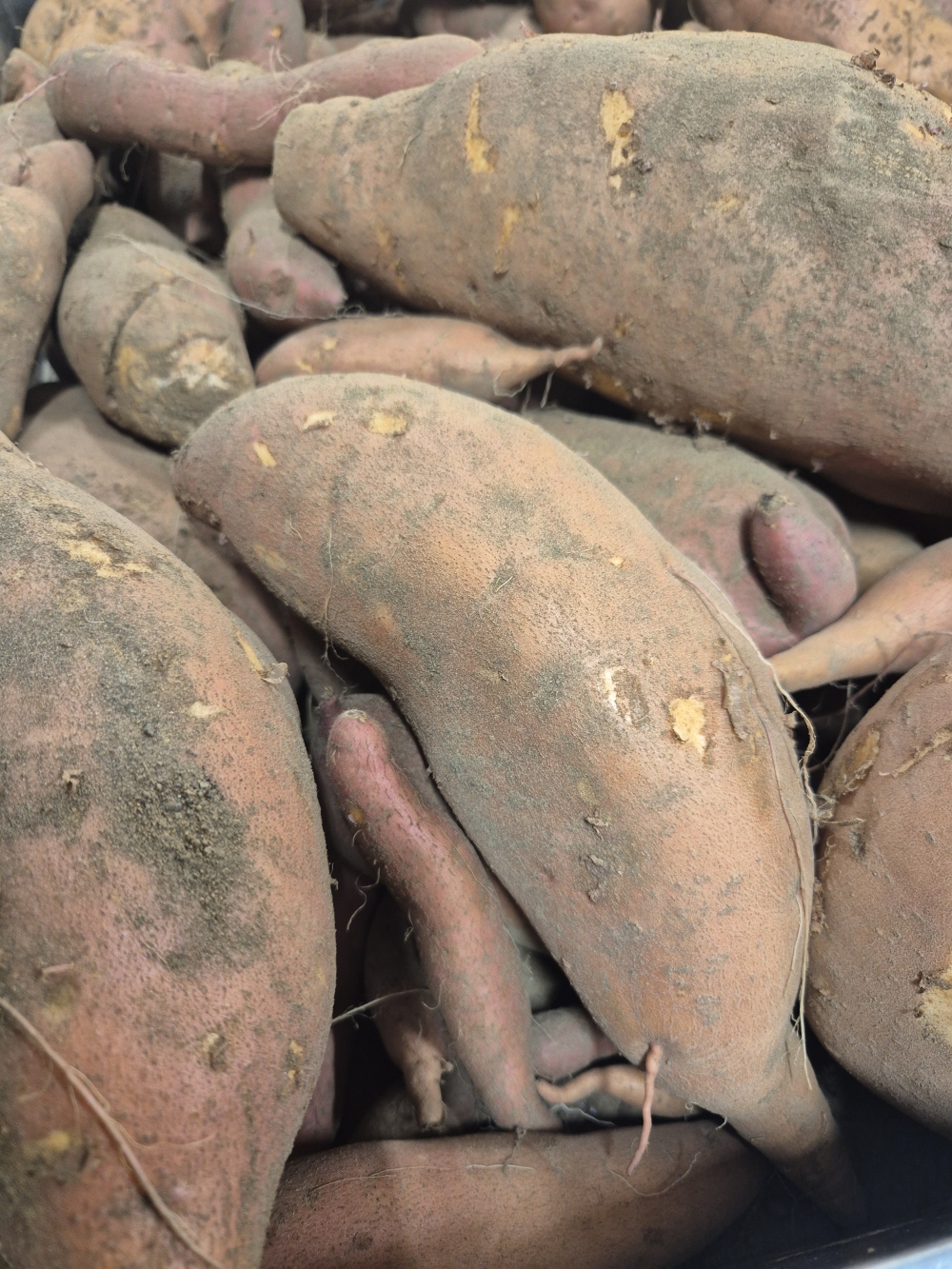 patate douce earl