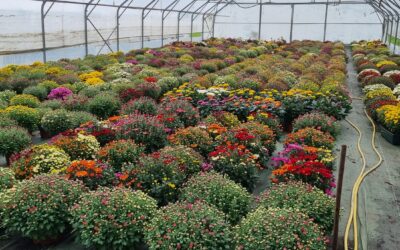 Les chrysanthèmes