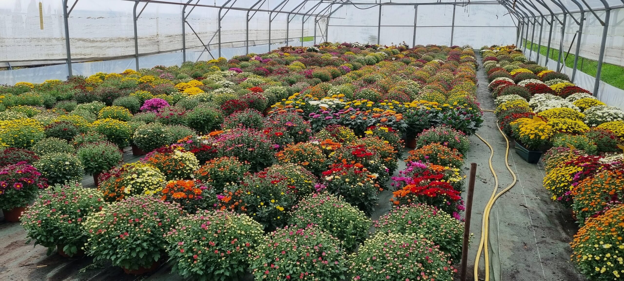 chrysantheme26