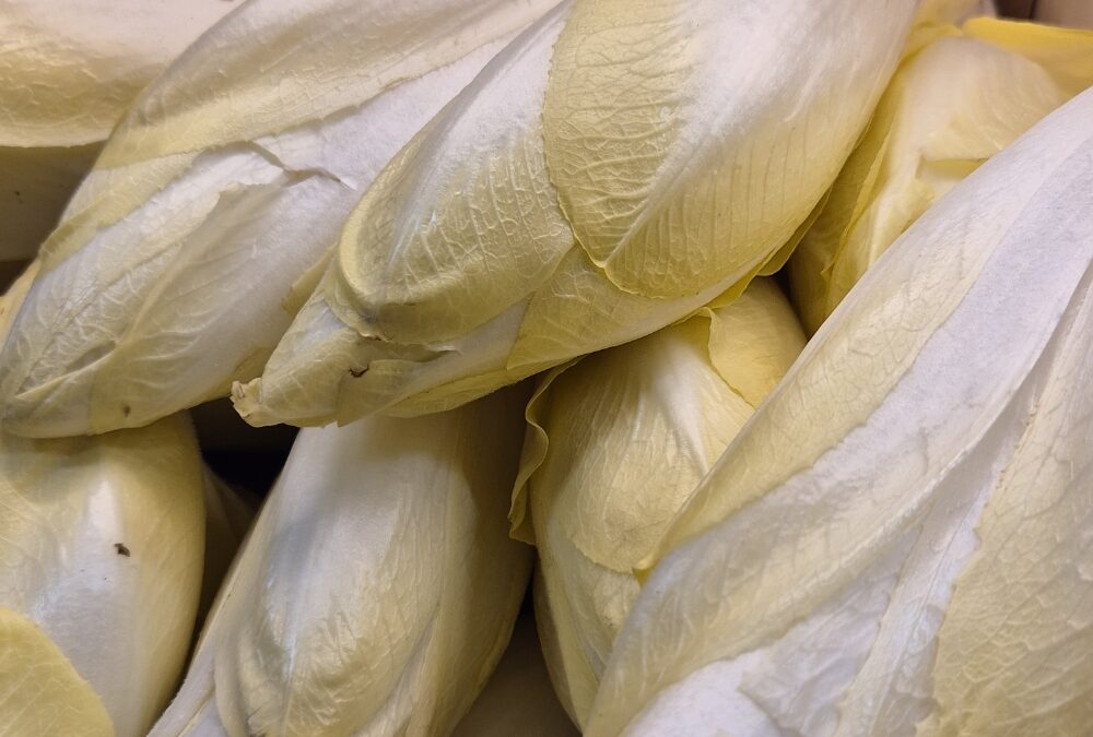 Les endives