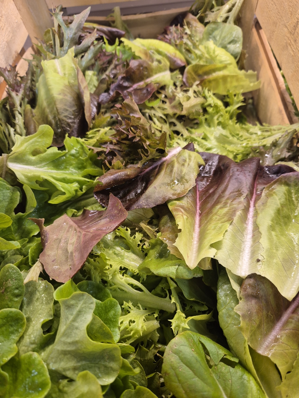 mesclun les maraichers