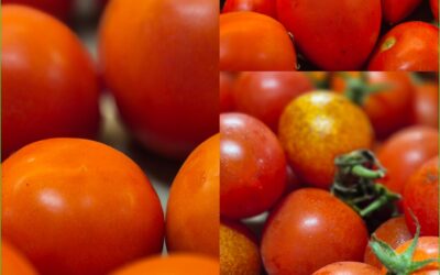 Les tomates