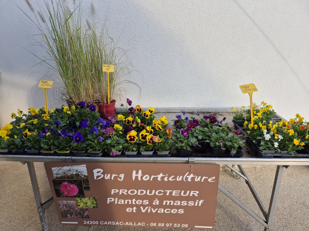 violas pensees